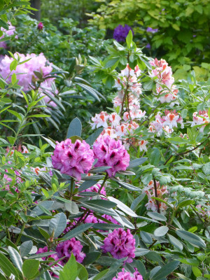 2018-05-17 Rhododendron 2.jpg