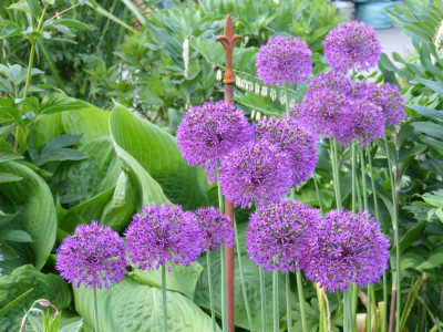 2018-05-17 Allium 1.jpg