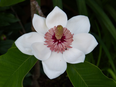 2018-05-17 Magnolia x wieseneri.jpg