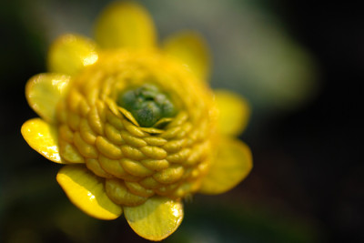 ficaria-Collarette.jpg