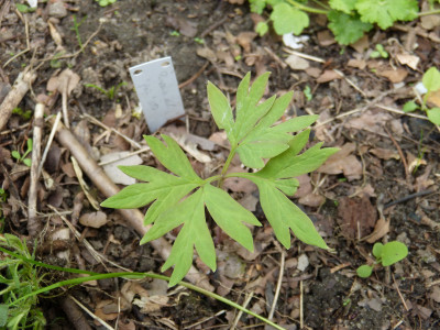 2018-04-27 Paeonia grün Sämling.jpg