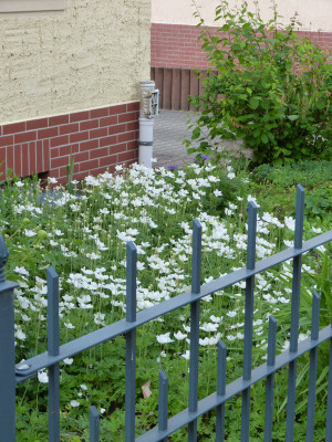 2018-05-16 Anemone sylvestris.jpg