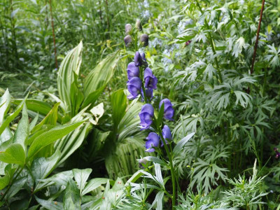 Aconitum napellus P5150025.JPG