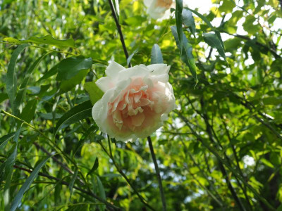 Mme Alfred Carrière P5150048.JPG