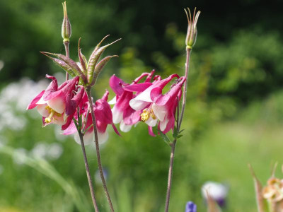 Aquilegia vulgaris rotweiß P5150052.JPG