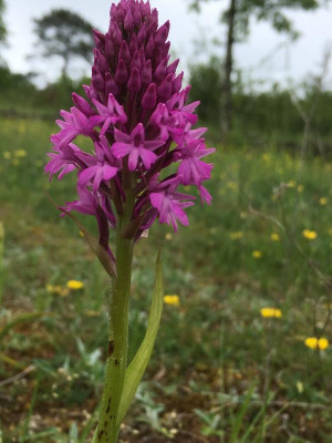 Perigord 2018 053.JPG
