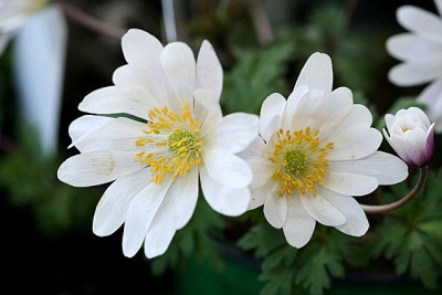 St_Anemoneblanda230507.jpg