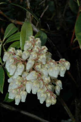 A2625_Large.JPG