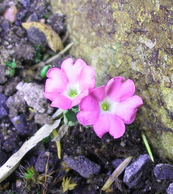 Primula_hirsuta_fars_2007.jpg