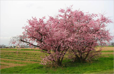 BAUM_SO_0104.jpg