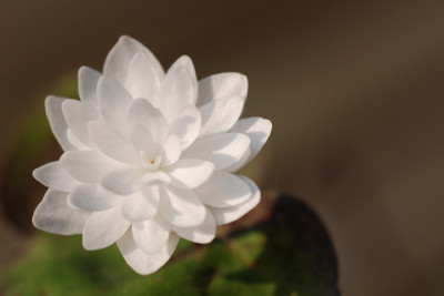 H-nobilis-Alba-Plena.jpg