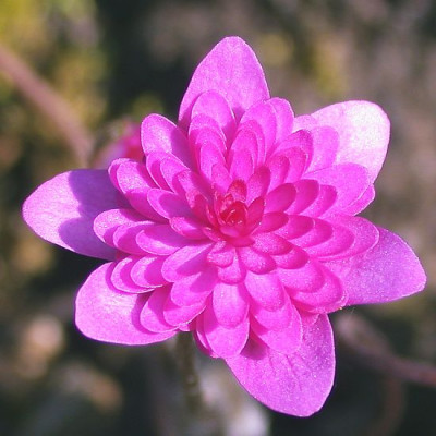 Hep.nob._rubra_plena__10011.jpg