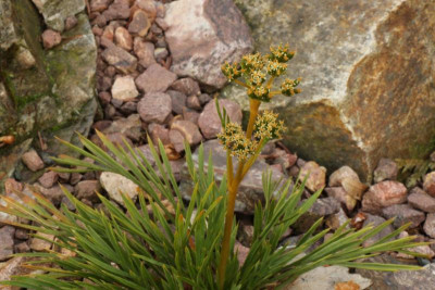 Aciphylla monroi 18.05.18.jpg