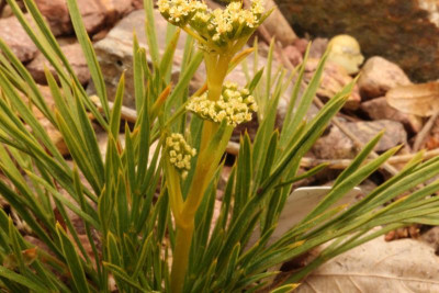 Aciphylla monroi 12.05.18.jpg