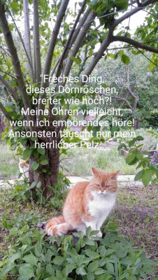 2018-05-18-21-52-44.jpg