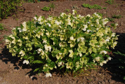 Helleborus-boga-2007.jpg
