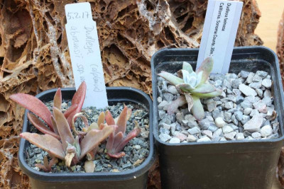 Dudleya 18.05.18.jpg