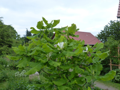 2018-05-18 Magnolia 'Ashei'.jpg