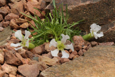Saponaria pumilio var. alba 18.05.18.jpg