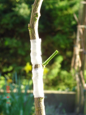 DSC02467.JPG