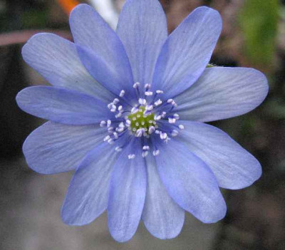 1.4.07._Hepatica_transs._Karpatenkrone__015.JPG