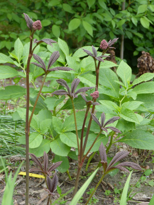 2018-05-18 Rodgersia pinnata 'Crug Cardinal' 2.jpg