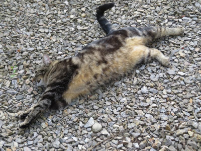 Tarnkatze.png