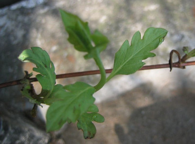Lonicera_acuminata_20070401.jpg