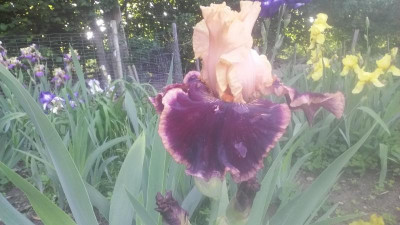 20180519_065906.jpg