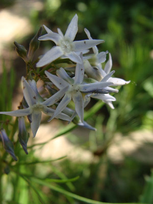 Amsonia ciliata.jpg