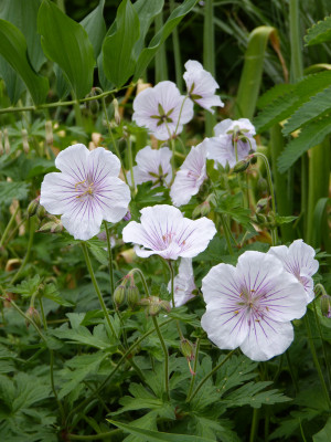 2018-05-19 Geranium himalayense 'Derrick Cook'.jpg