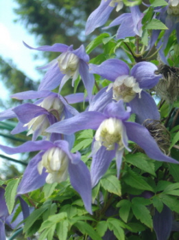 Clematis_alpina2.jpg