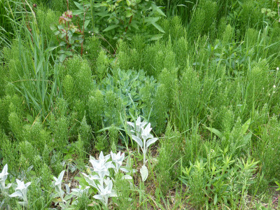 2018-05-19 Schachtelhalm.jpg