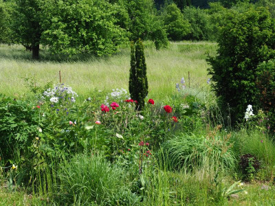 rote Päonien auf der Wiese P5180060.JPG