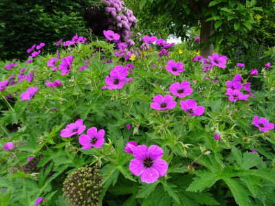 Geranium psilostemon May 2018.JPG