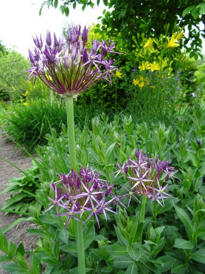 Allium christophii May 2018.JPG