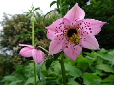 Nomocharis aperta May 2018.JPG