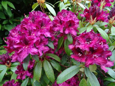 Rhododendron Marie Forte May 2018.JPG