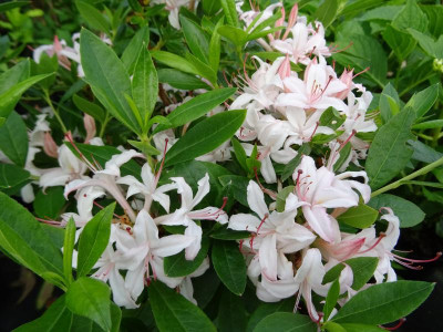 Rhododendron arborescens x cumberlandense May 2018.JPG