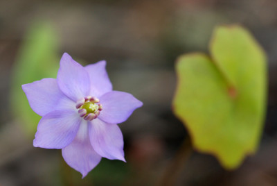 Jeffersonia-dubia-k.jpg
