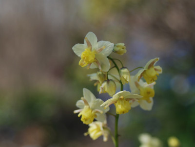 epimedium_x_versicolor_sulphureum_07.jpg