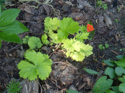 2018-05-13 Geum coccineum 'Eos'.jpg