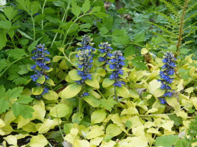 2018-04-30 Ajuga reptans 'Arthur's Gold'.jpg