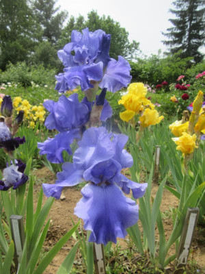 TB Blue Temptation.JPG