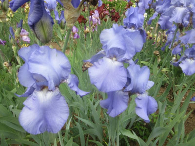 TB Harbor Blue.JPG