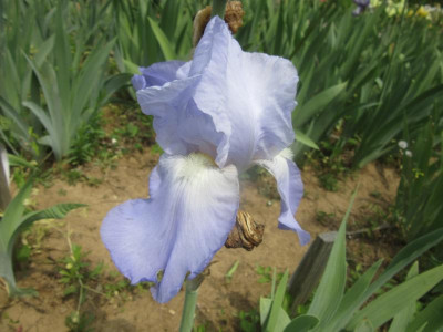 TB Jane Phillips.JPG