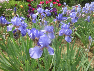 TB Tyrolean Blue.JPG
