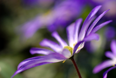 Anemone-blanda-Riese.jpg