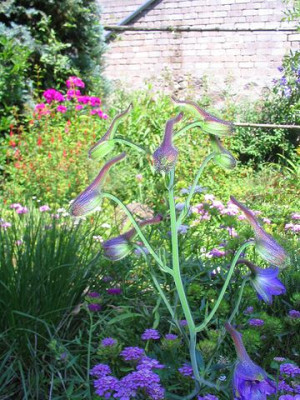 Paraquilegia_microphylla_3.jpg