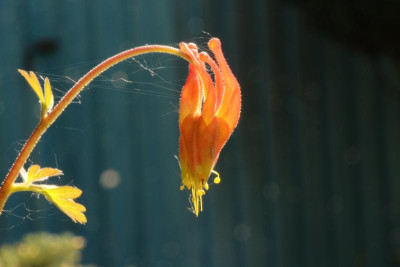Aquilegia desertorum 18.05.18.jpg